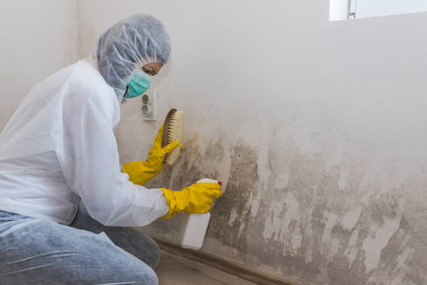 Best Crawl Space Mold Removal  in Loretto, PA