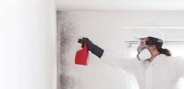 Best Black Mold Removal  in Loretto, PA