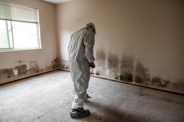 Best Certified Mold Removal  in Loretto, PA