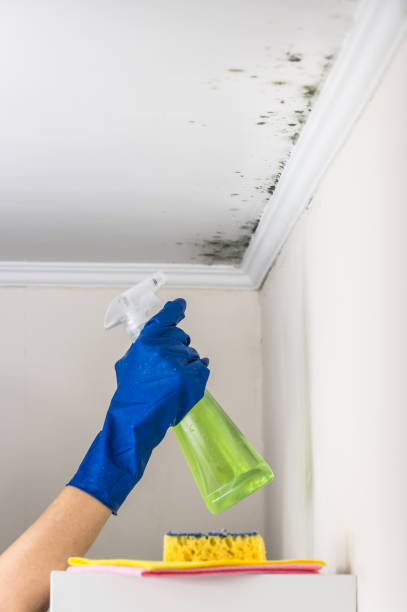 Best Local Mold Removal Service  in Loretto, PA